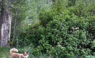Fale L.'s photo of camping with pets at Botts Campground — Uinta Wasatch Cache National Forest near Hooper, UT