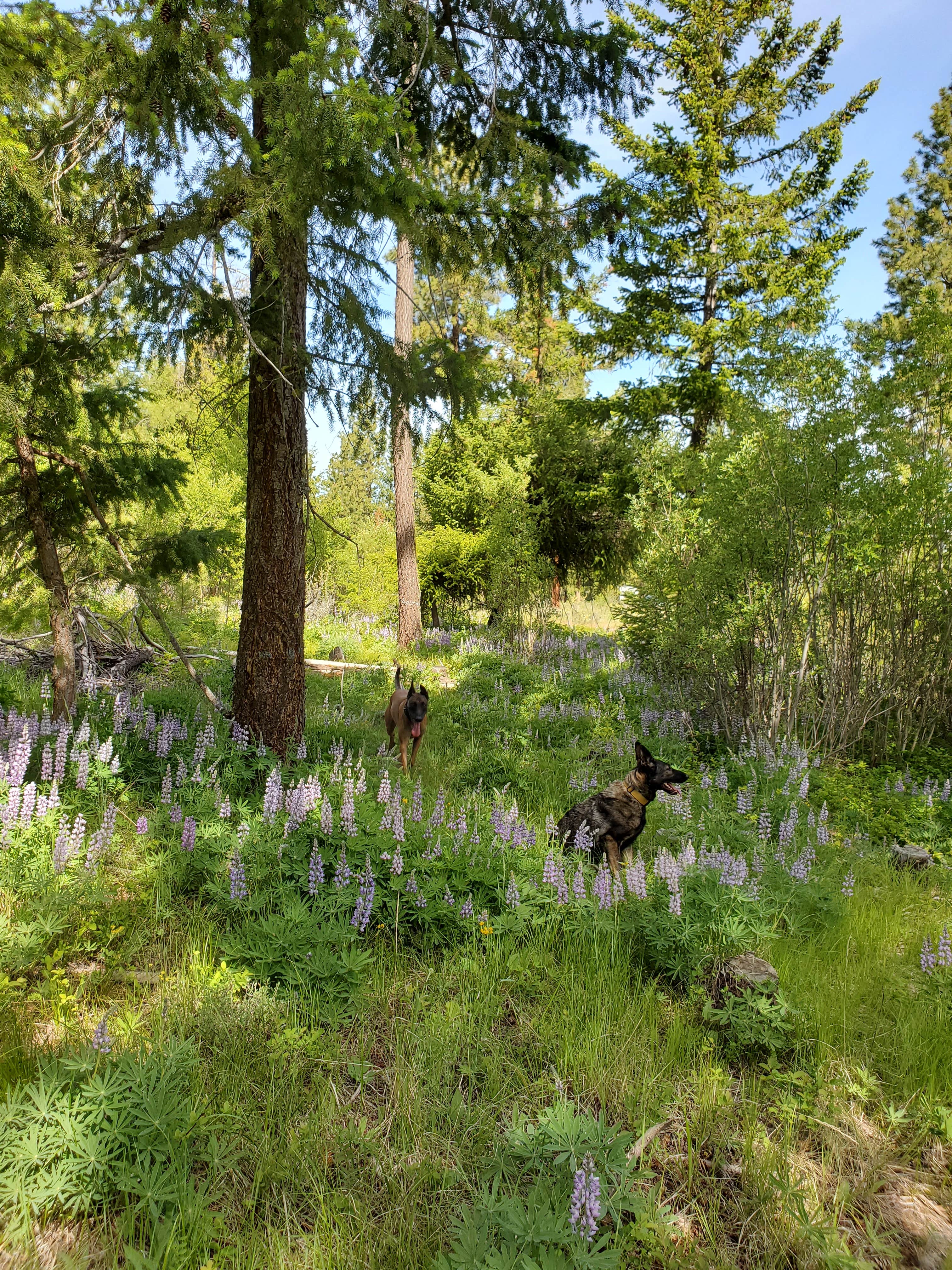 Camper-submitted photo at L.T. Murray Wildlife Area near Cle Elum, WA