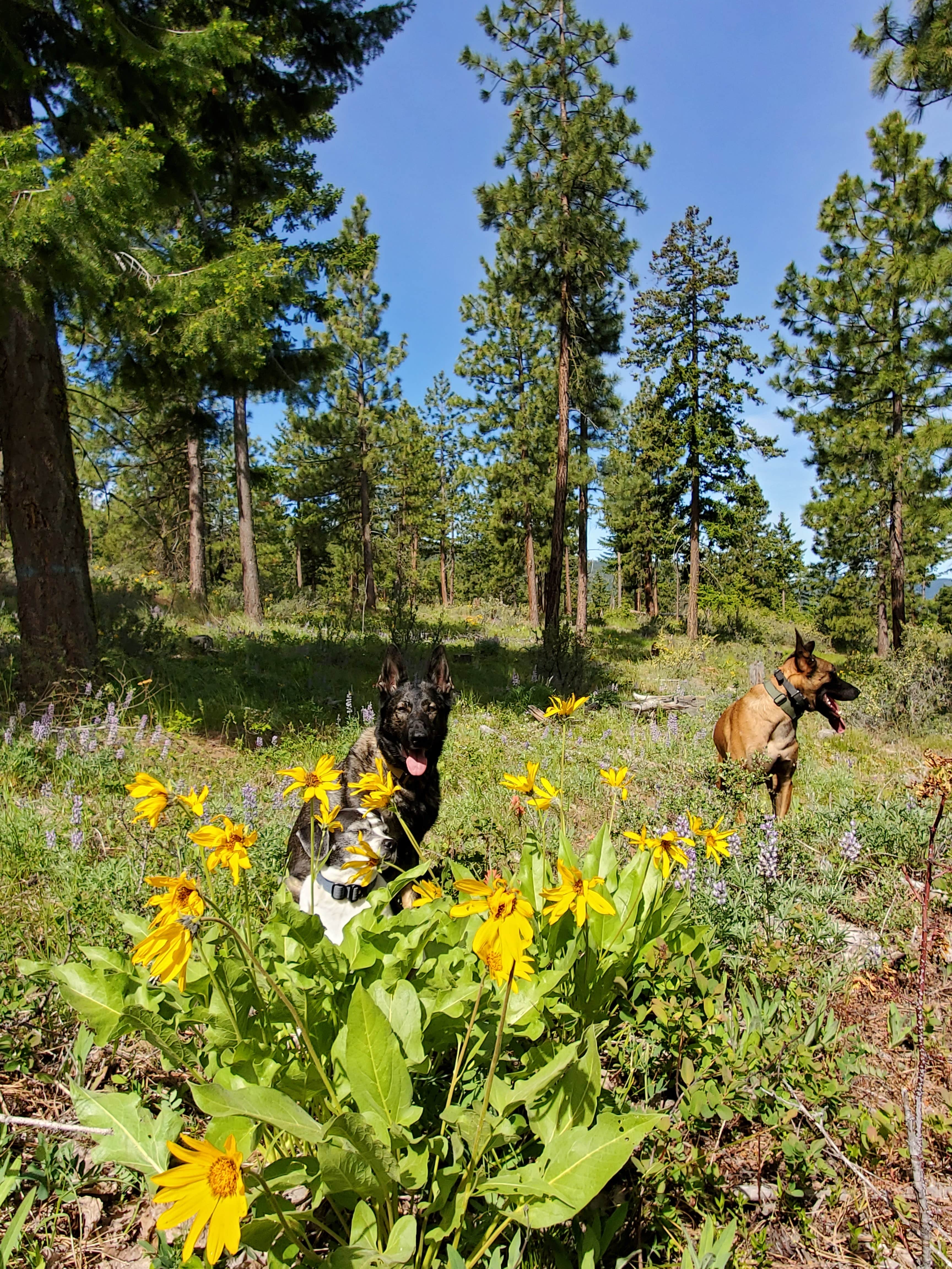 Pamela R.'s photo of camping with pets at L.T. Murray Wildlife Area near Yakima, WA