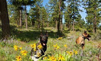 Pamela R.'s photo of camping with pets at L.T. Murray Wildlife Area near Naches, WA