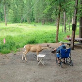 Review photo of Big Creek Campground (flathead National Forest, Mt) by James P., June 19, 2021
