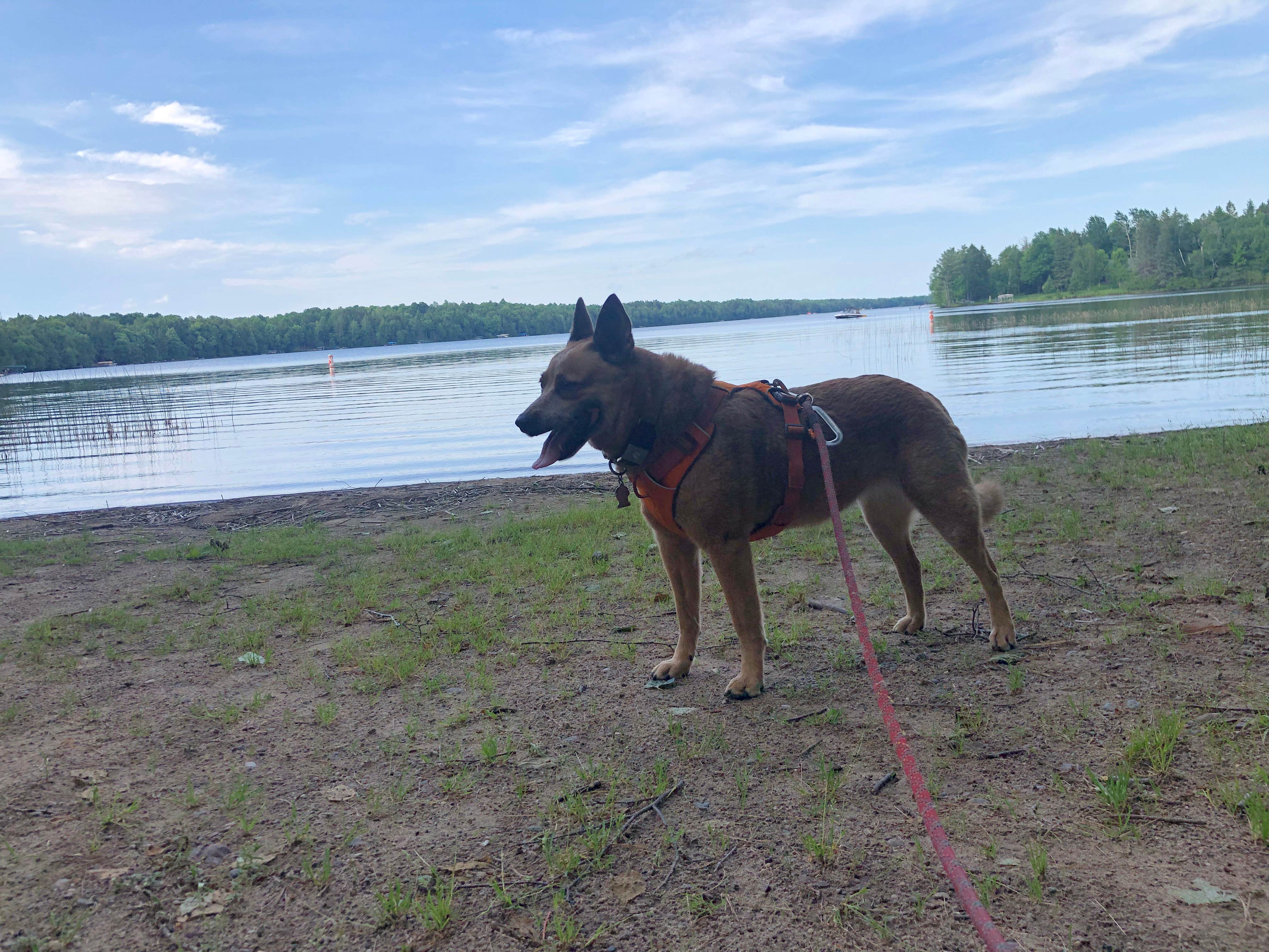 Art S.'s photo of camping with pets at Connors Lake Campground — Flambeau River State Forest near Ogema, WI