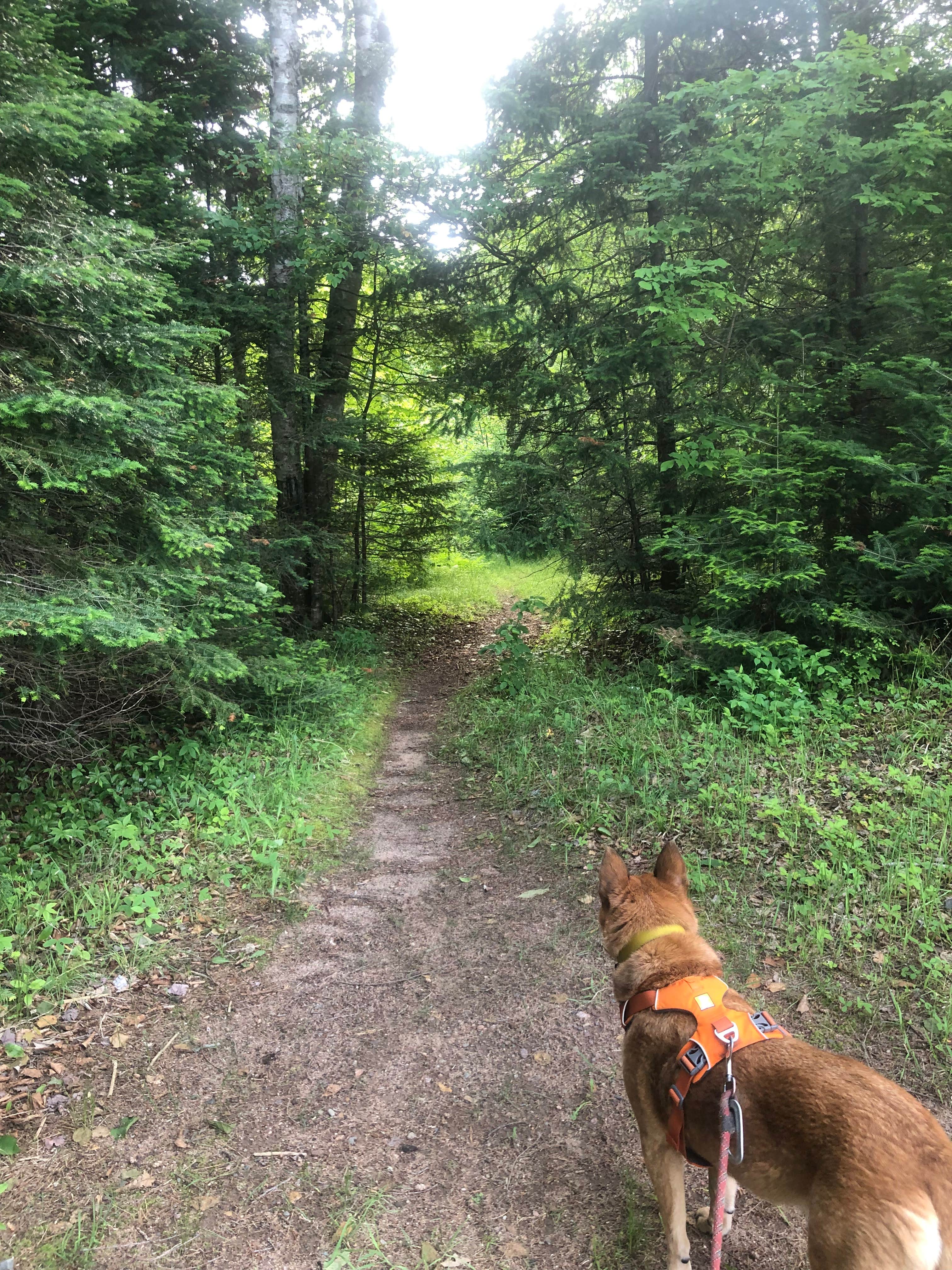 Art S.'s photo of camping with pets at Connors Lake Campground — Flambeau River State Forest near Kennan, WI