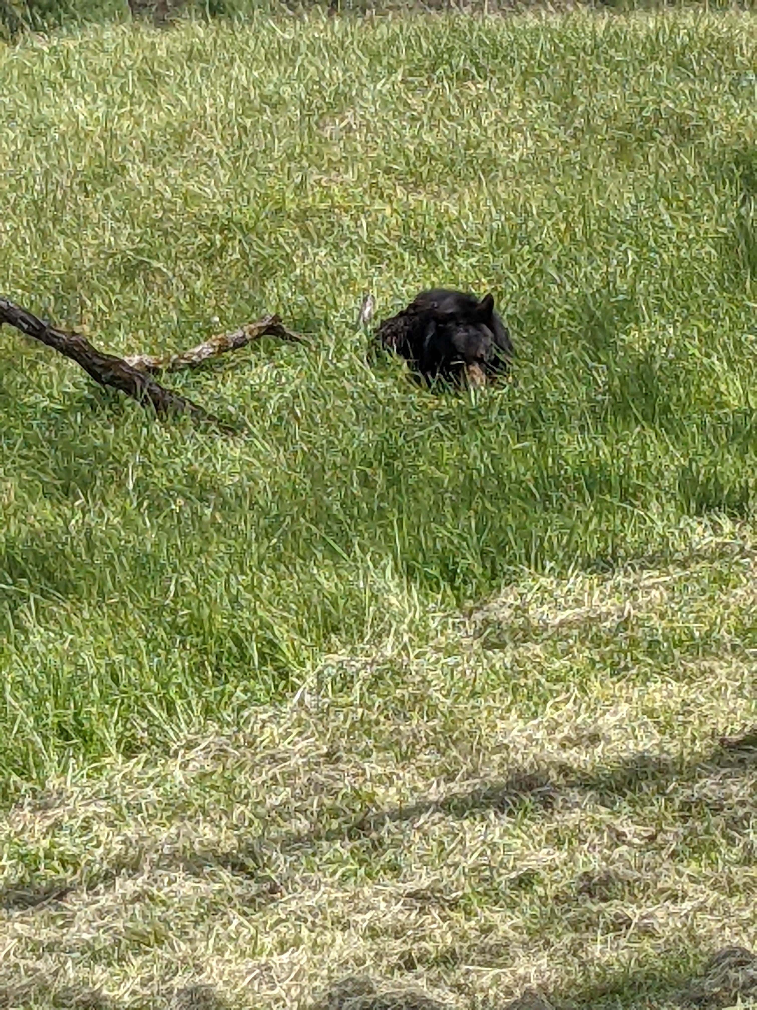 Kimberly's photo of camping with pets at Cades Cove Campground near Marble, NC