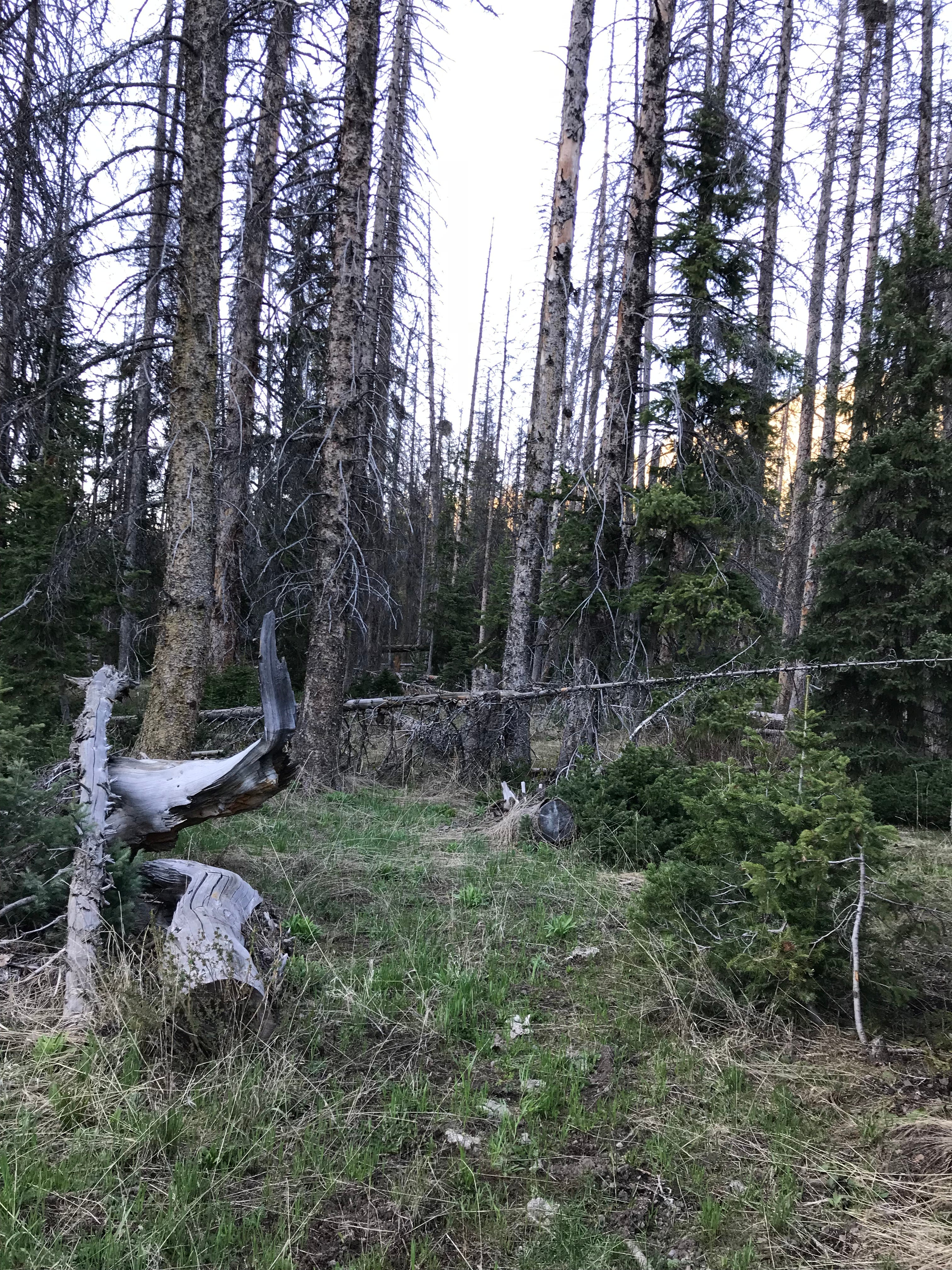 The pine forest we were in.  Lots of deadfall so watch your step.  We also saw lots of animal droppings (elk/moose/deer) so be sure to lock away any food and give any large animals you see lots of space.
