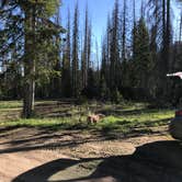 Review photo of Dispersed Camping--Mill Hollow/Utah FR054 by Jenny R., June 10, 2018