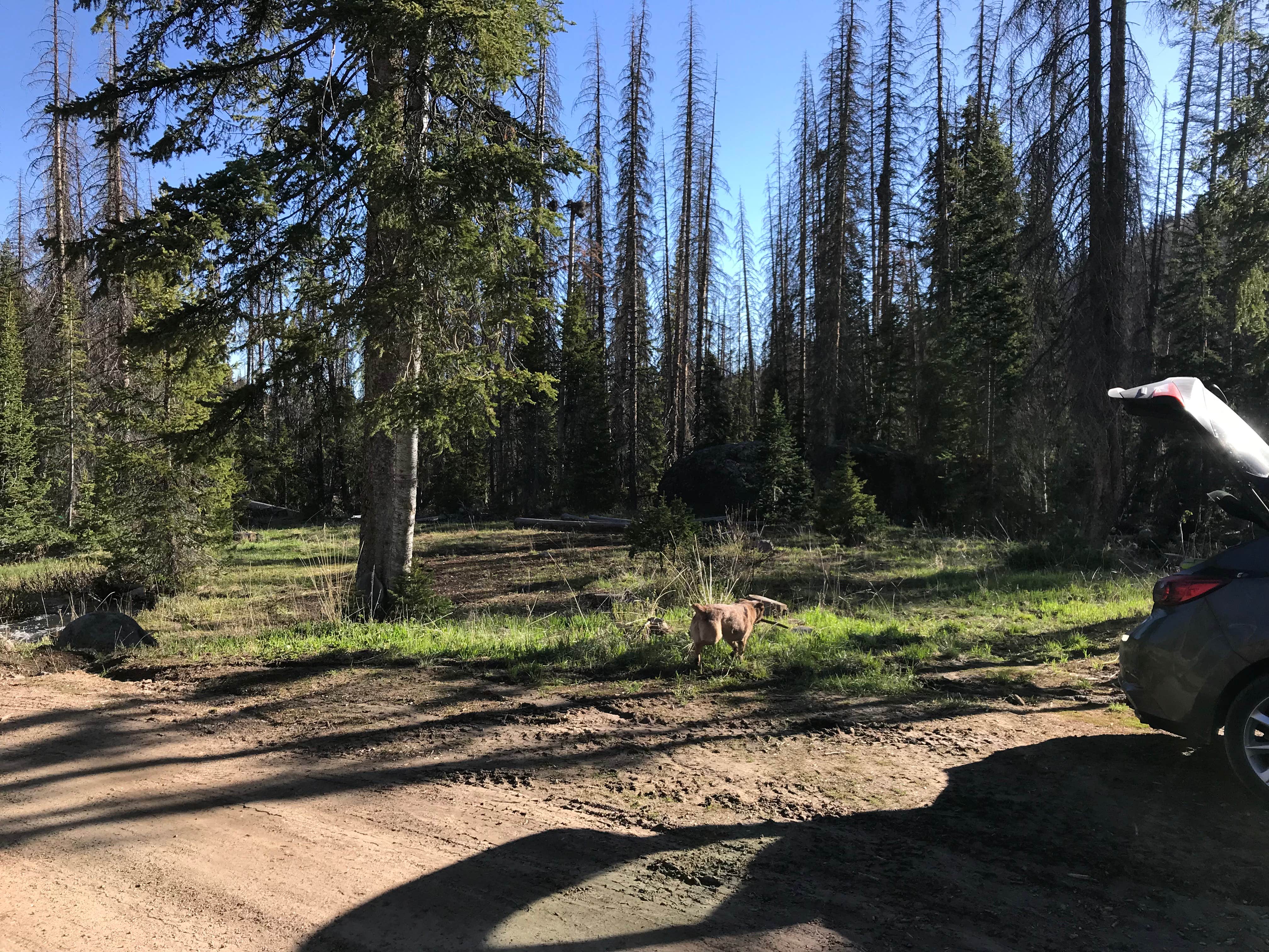 Camper submitted image from Dispersed Camping--Mill Hollow/Utah FR054 - 3