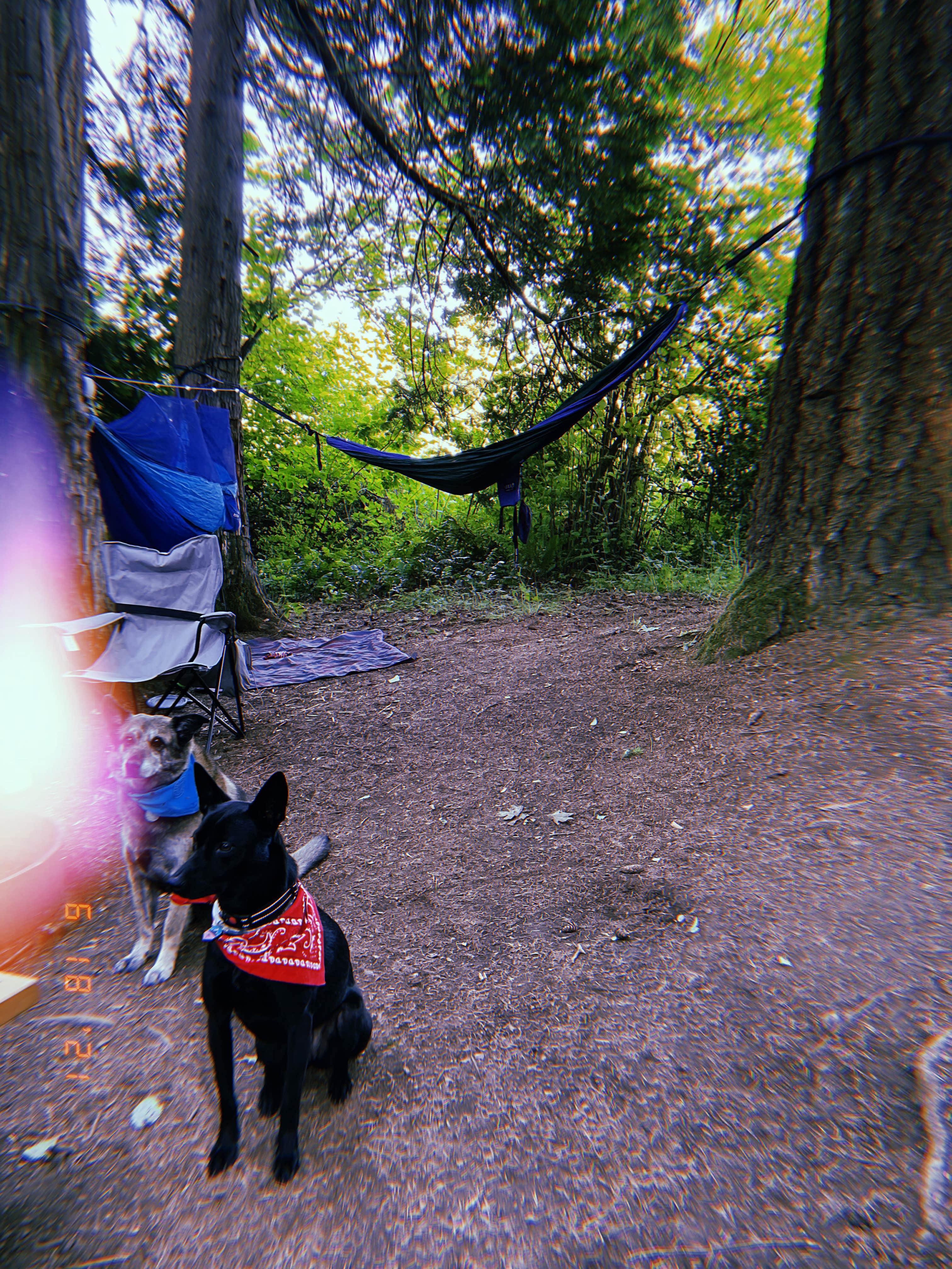 Henry H.'s photo of camping with pets at Paradise Point State Park Campground near Scappoose, OR
