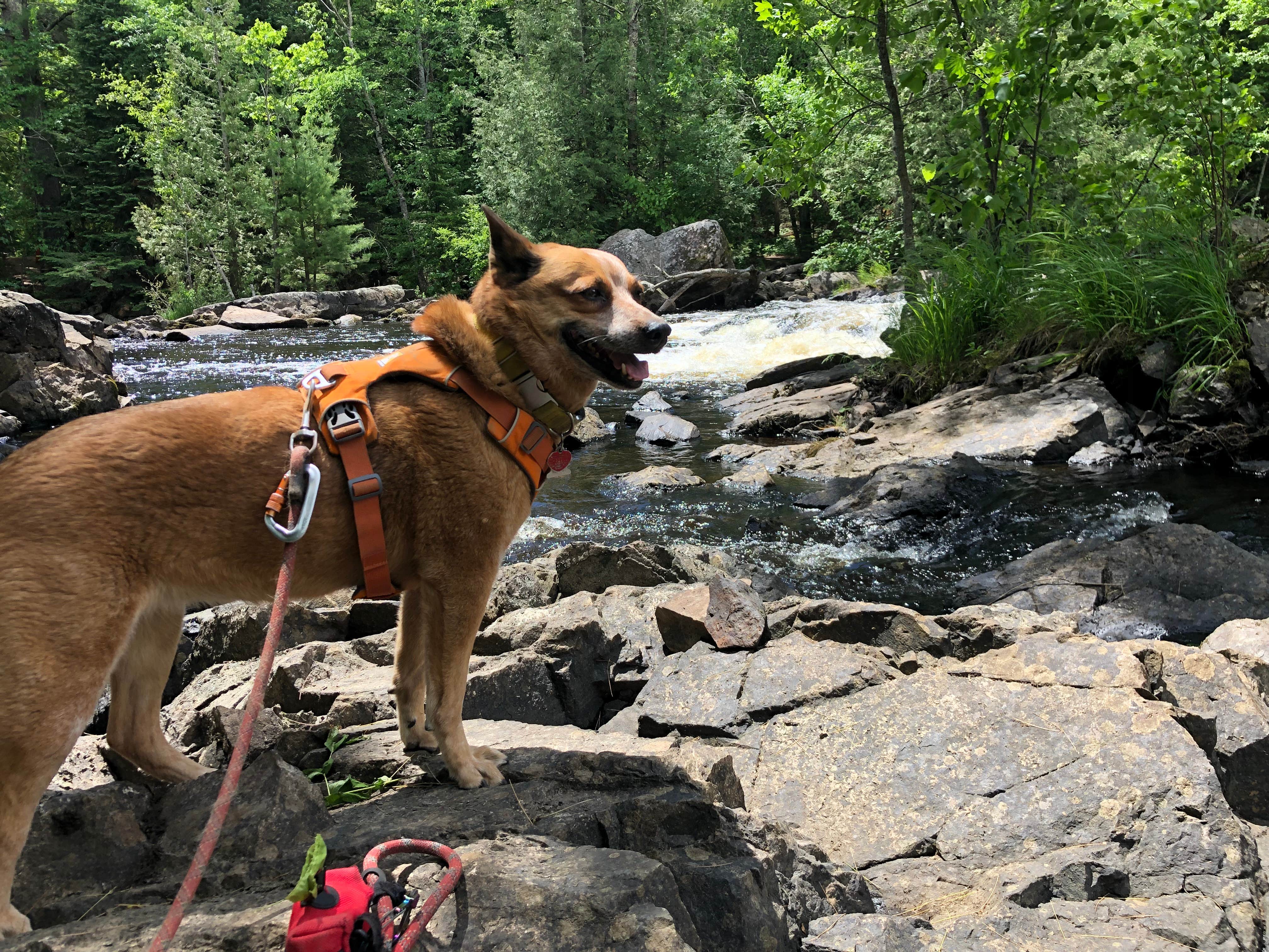 Art S.'s photo of camping with pets at Lake of the Falls County Park near Ironwood, MI