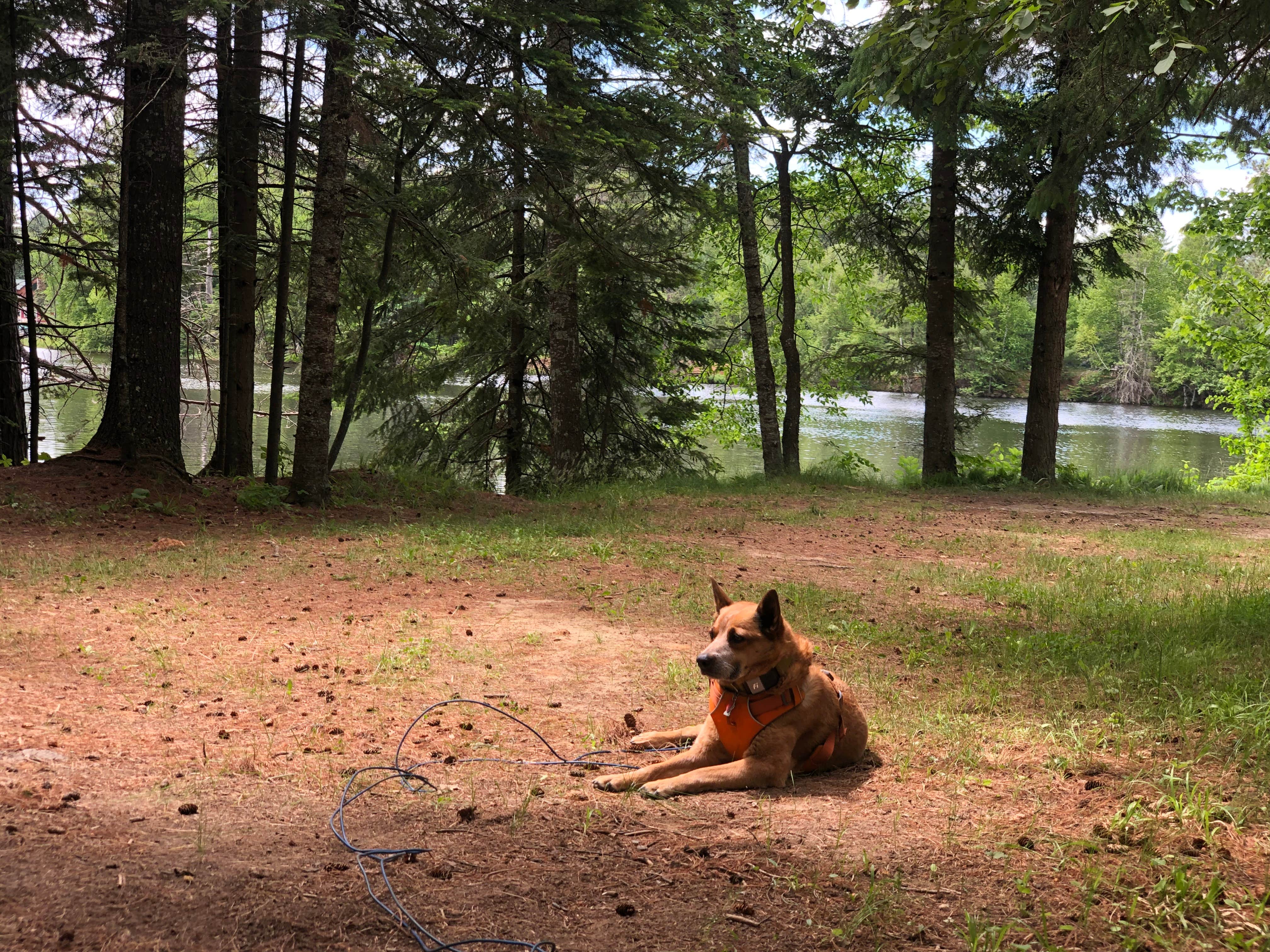 Art S.'s photo of camping with pets at Lake of the Falls County Park near Chequamegon-Nicolet NF