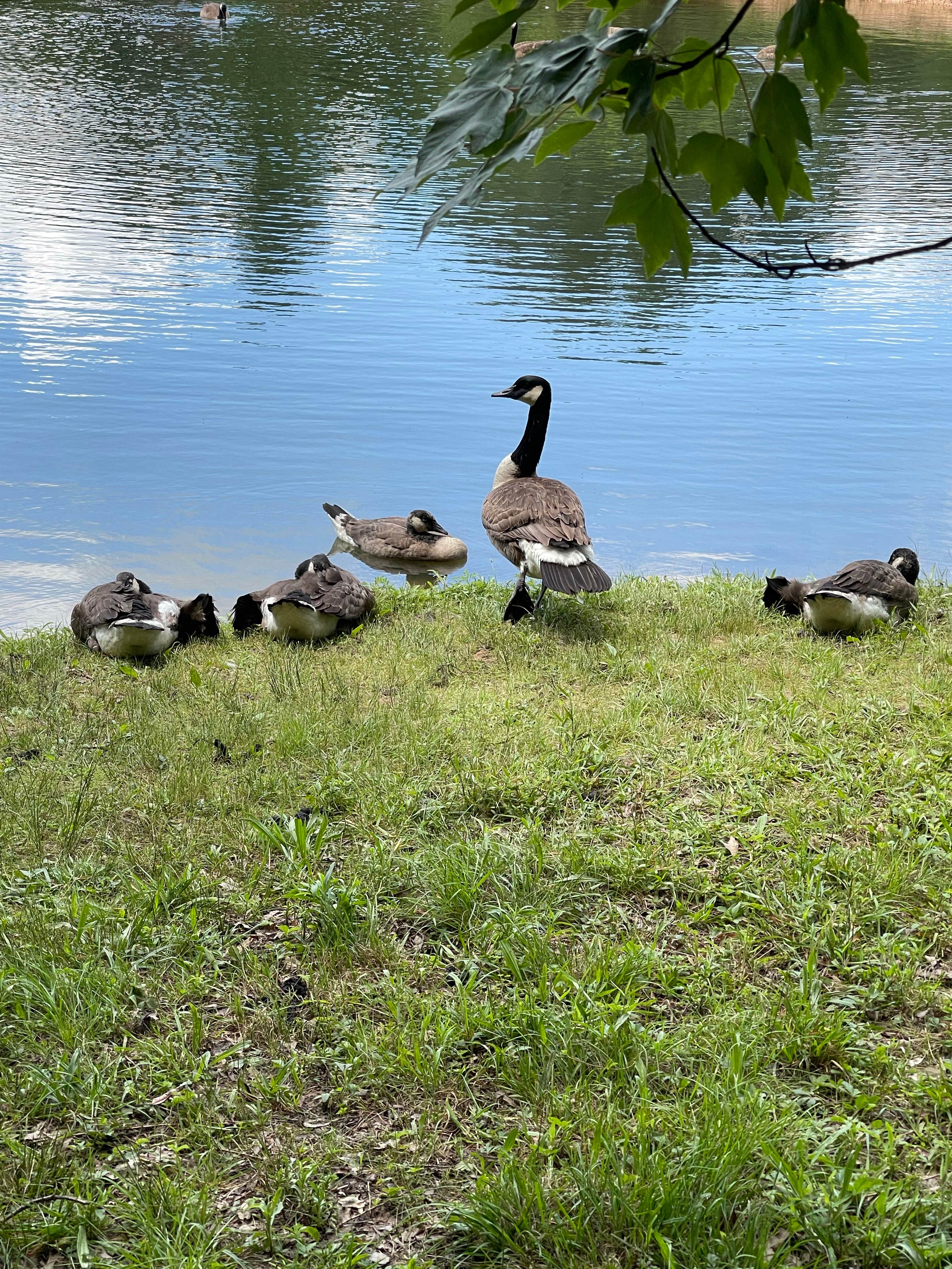 Camping near Hidden Acres Camping Grounds: Lake In Wood Resort, Narvon, Pennsylvania