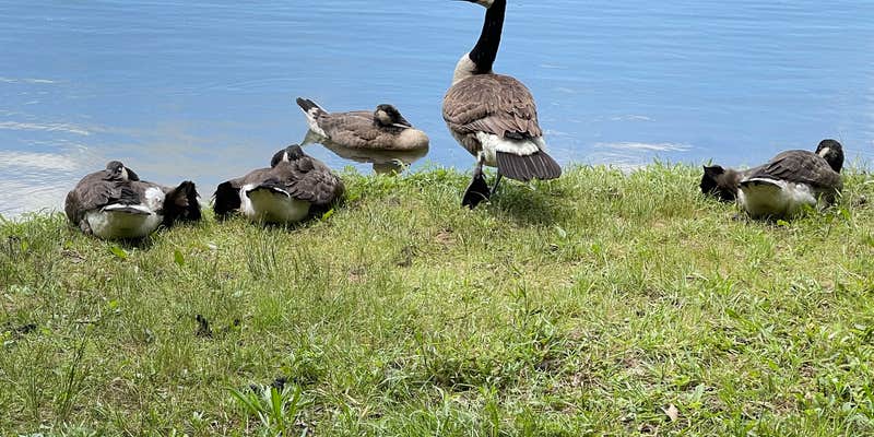 Camper submitted image from Lake In Wood Resort