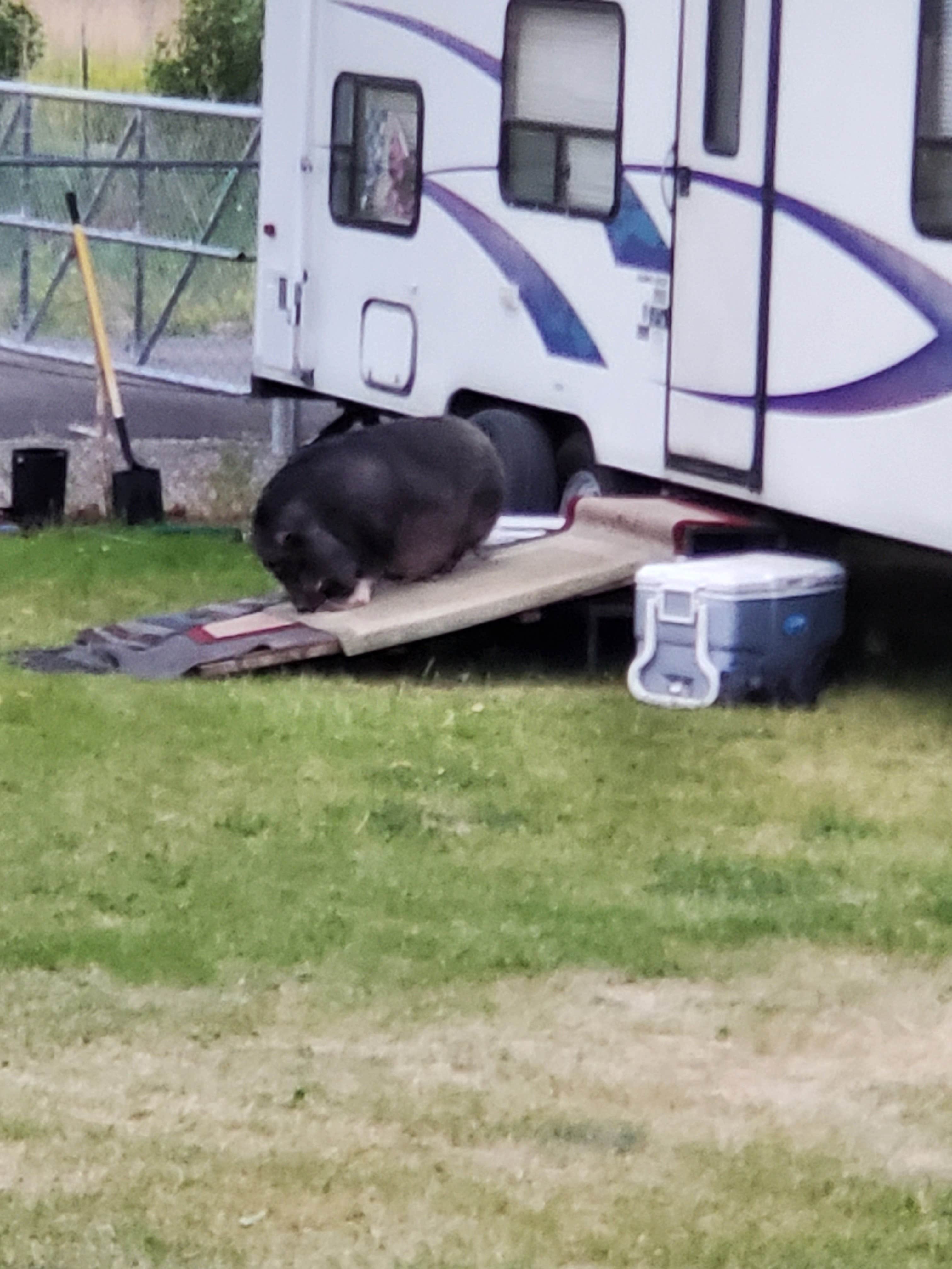 Angel R.'s photo of camping with pets at Spokane KOA Journey near Coeur d'Alene, ID