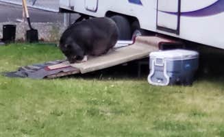 Angel R.'s photo of camping with pets at Spokane KOA Journey near Tumtum, WA