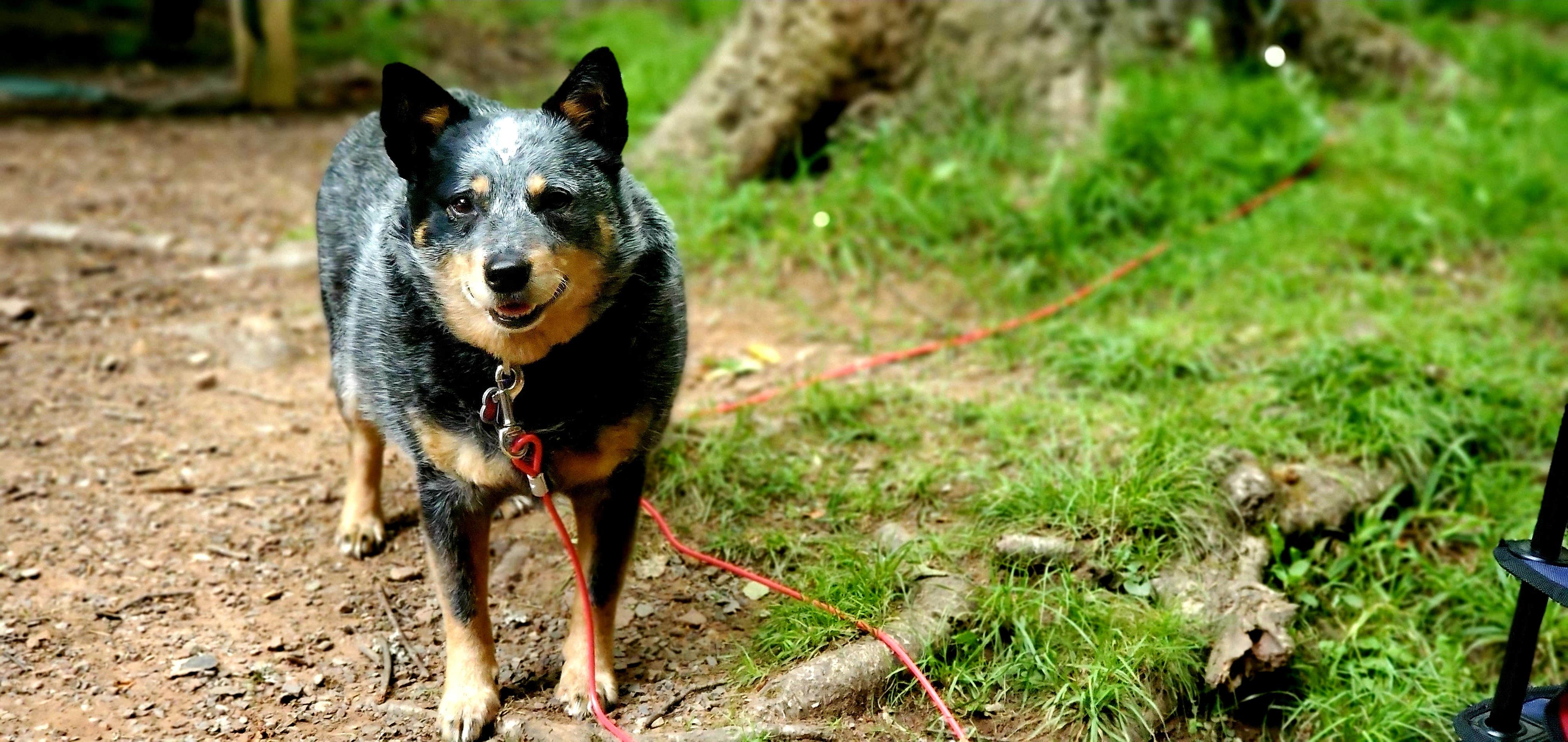 Chris S.'s photo of camping with pets at Canaan Valley Resort State Park Campground near Elkins, WV