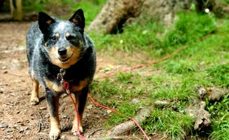 Chris S.'s photo of camping with pets at Canaan Valley Resort State Park Campground near Elkins, WV