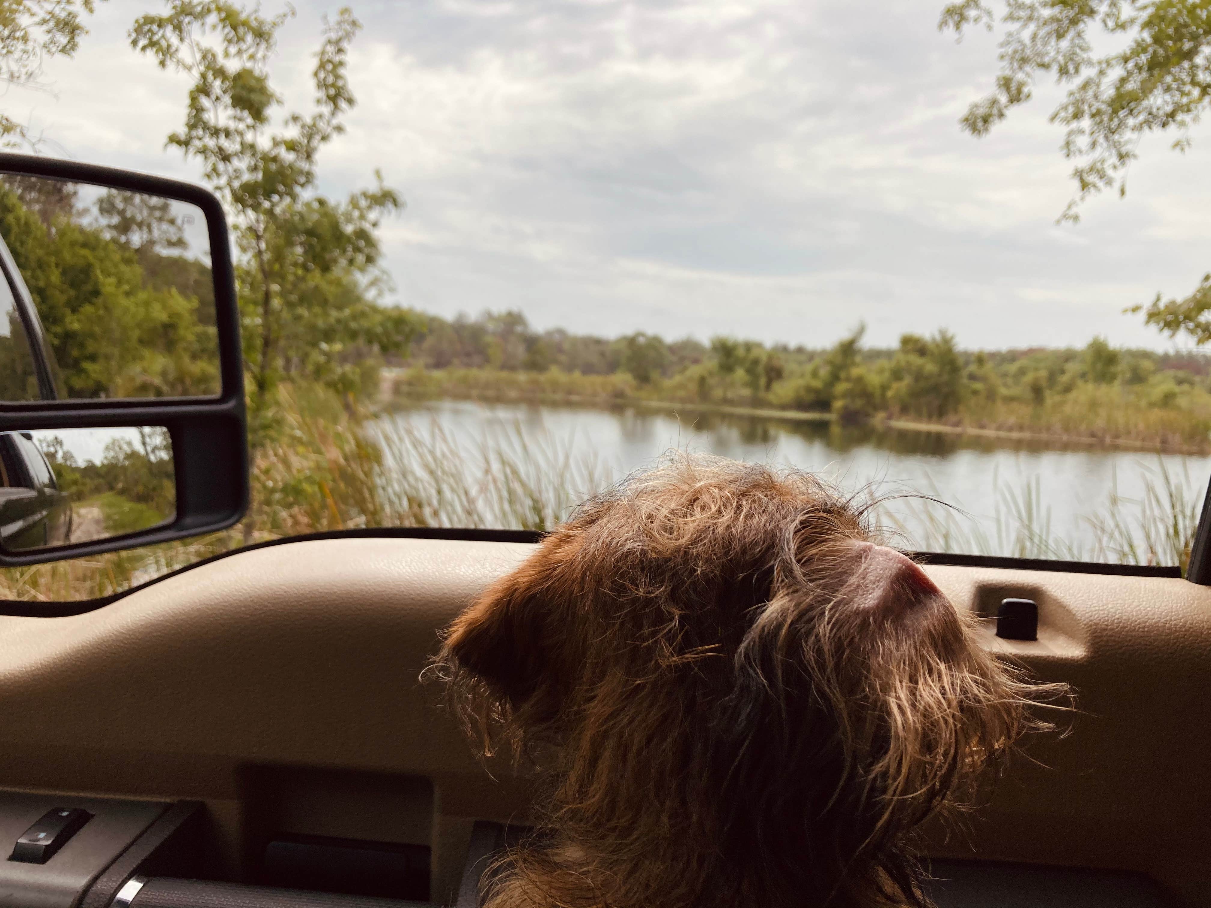 Falon N.'s photo of camping with pets at Green Swamp — Hampton Tract near Dade City, FL