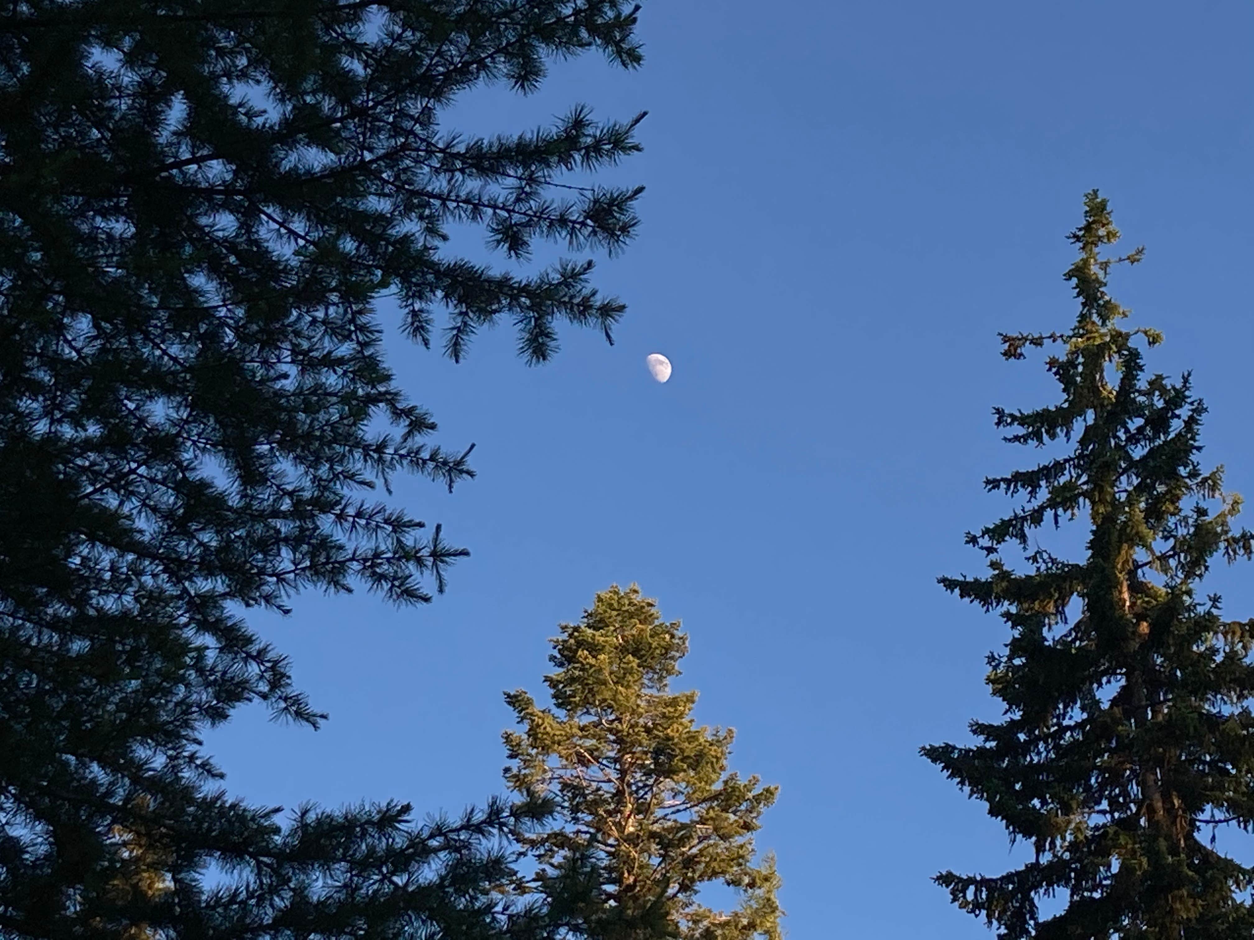 Camper-submitted photo at McDougall Dispersed Camping near Adams, OR