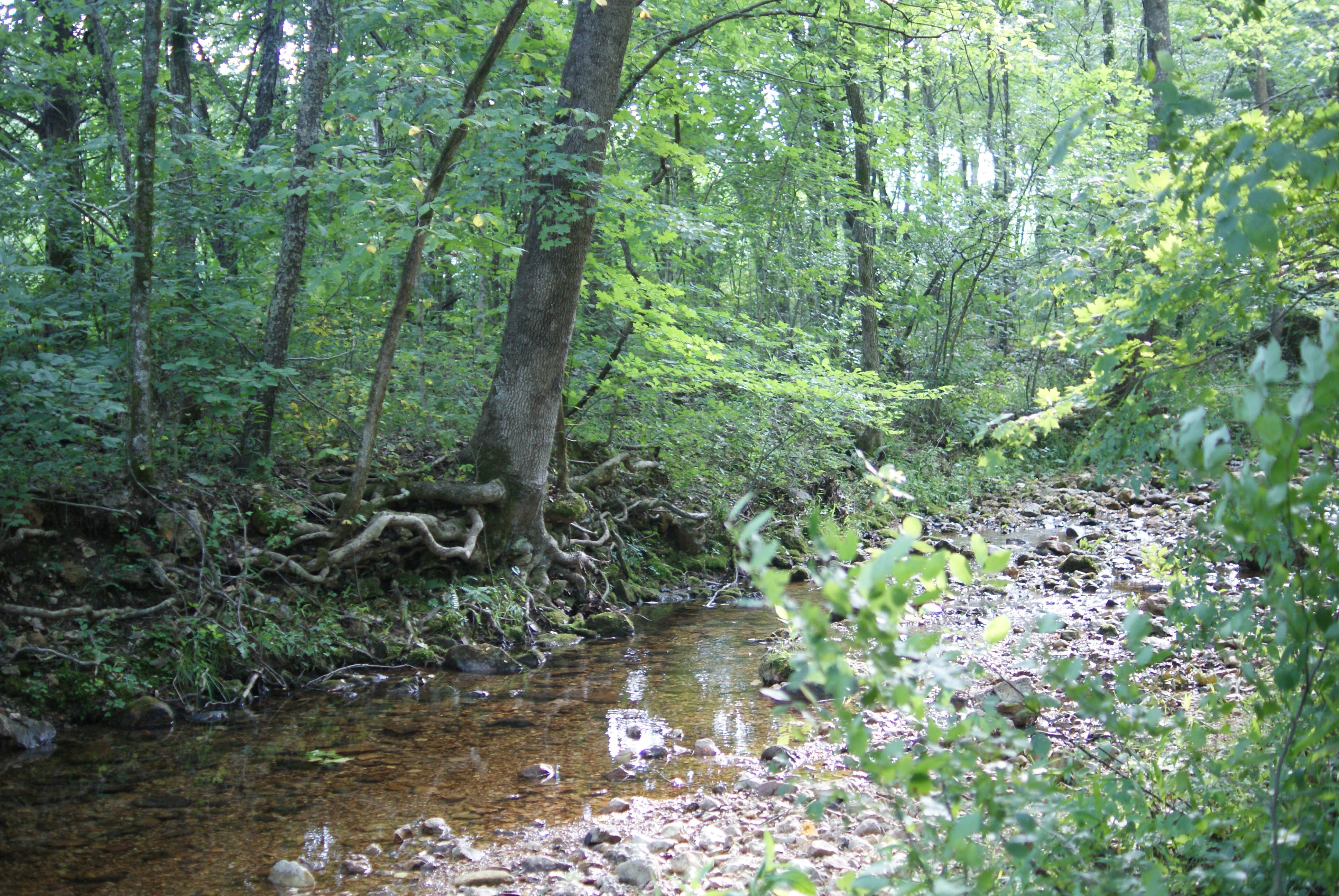 Camper submitted image from Johnson's Shut-Ins State Park - 4