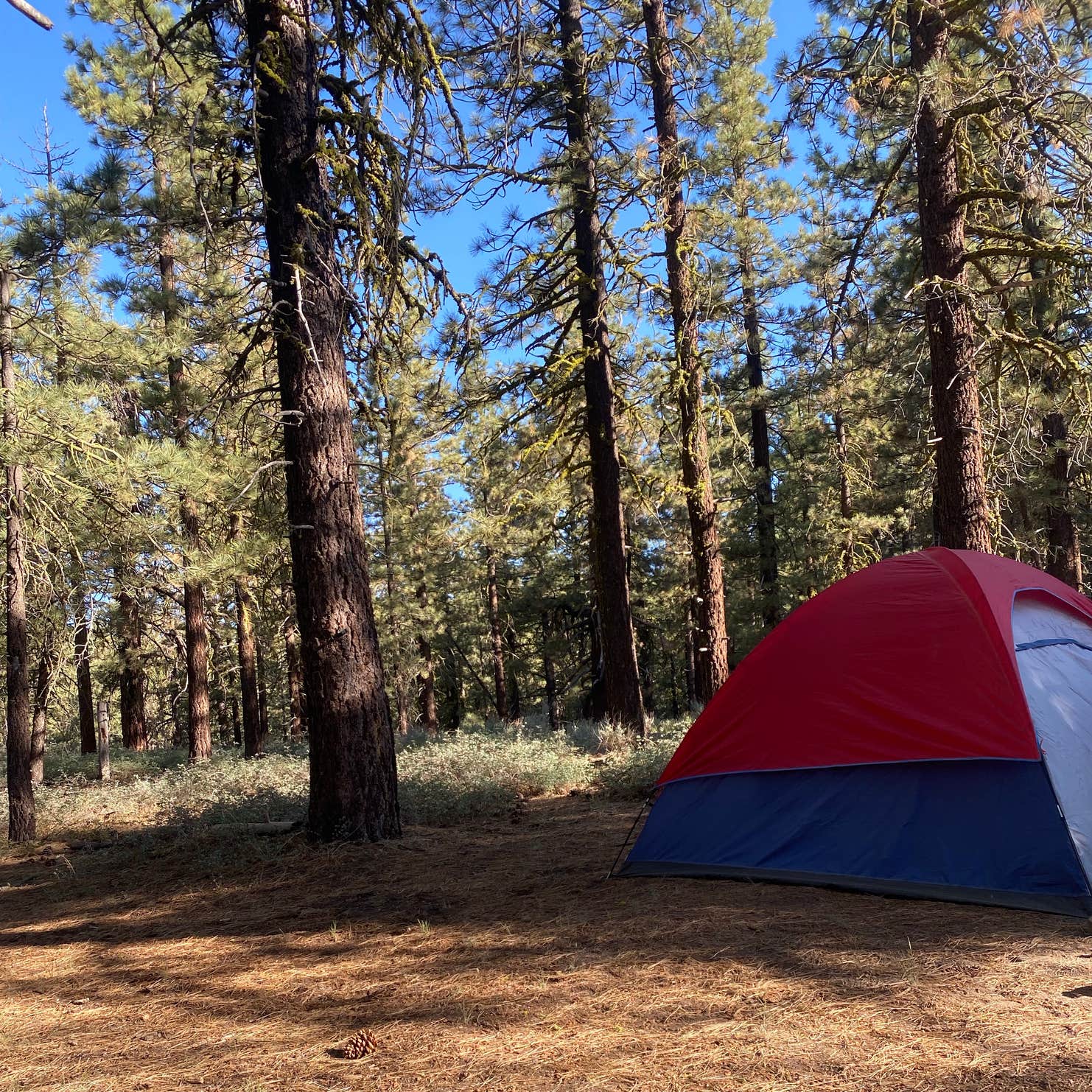 Dispersed Camping Johnsondale, CA