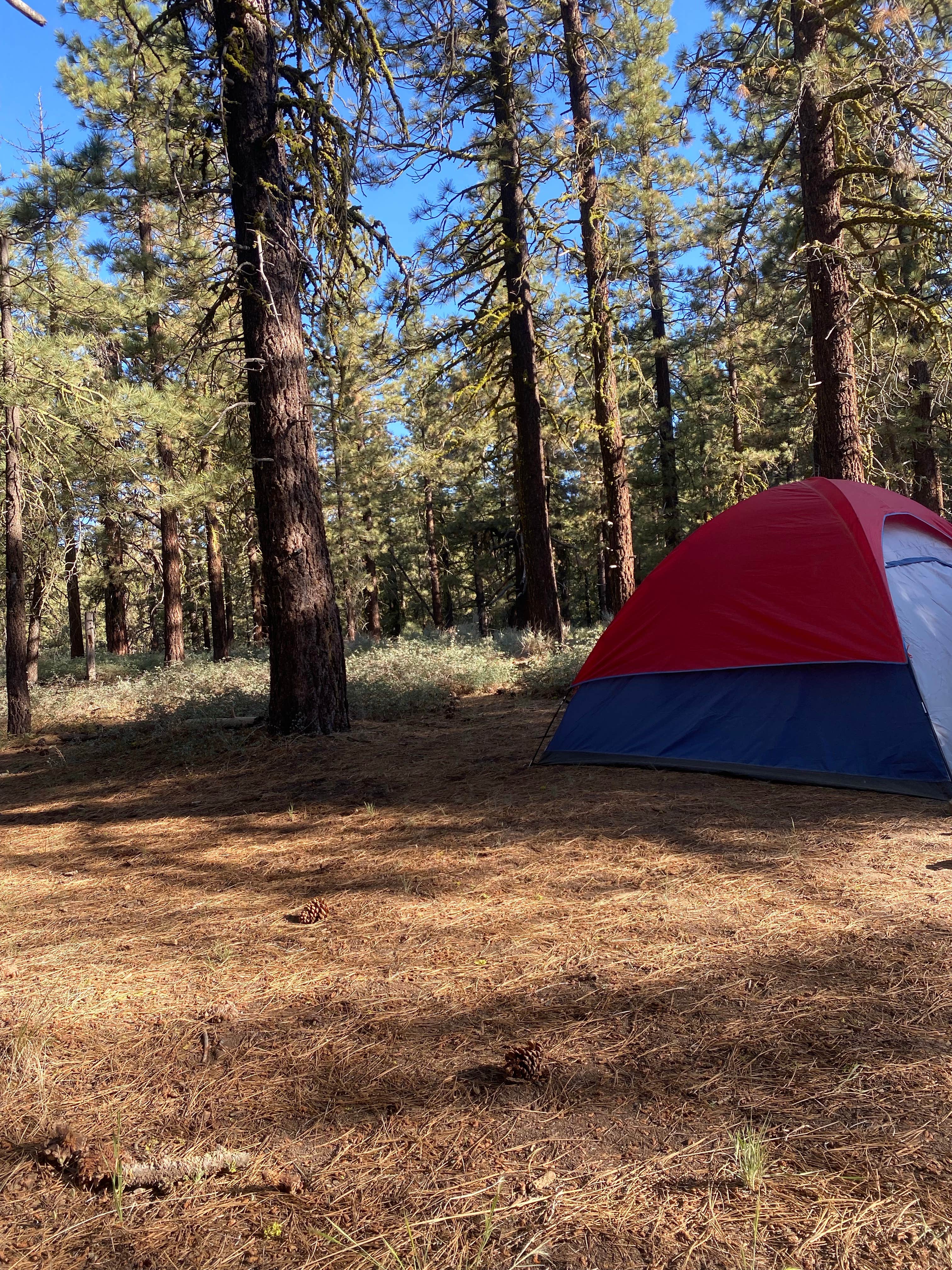 Camper submitted image from Dispersed Camping - 4