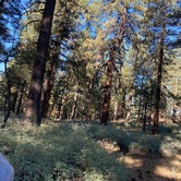 Review photo of Dispersed Camping  by Jessica P., June 20, 2021