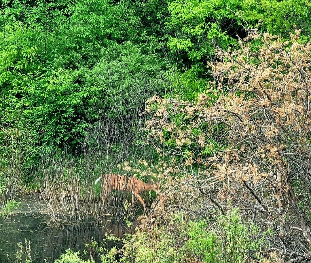 Camping near Lewiston Shady Acres Campground: Big Bear Lake State Forest Campground, Johannesburg, Michigan