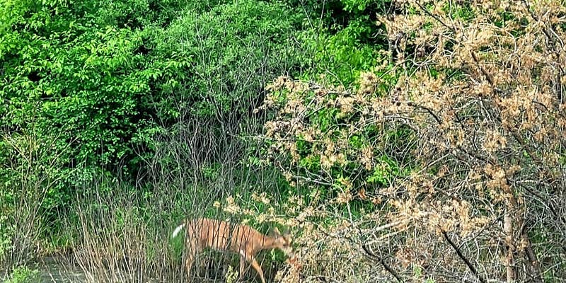 Camper submitted image from Big Bear Lake State Forest Campground