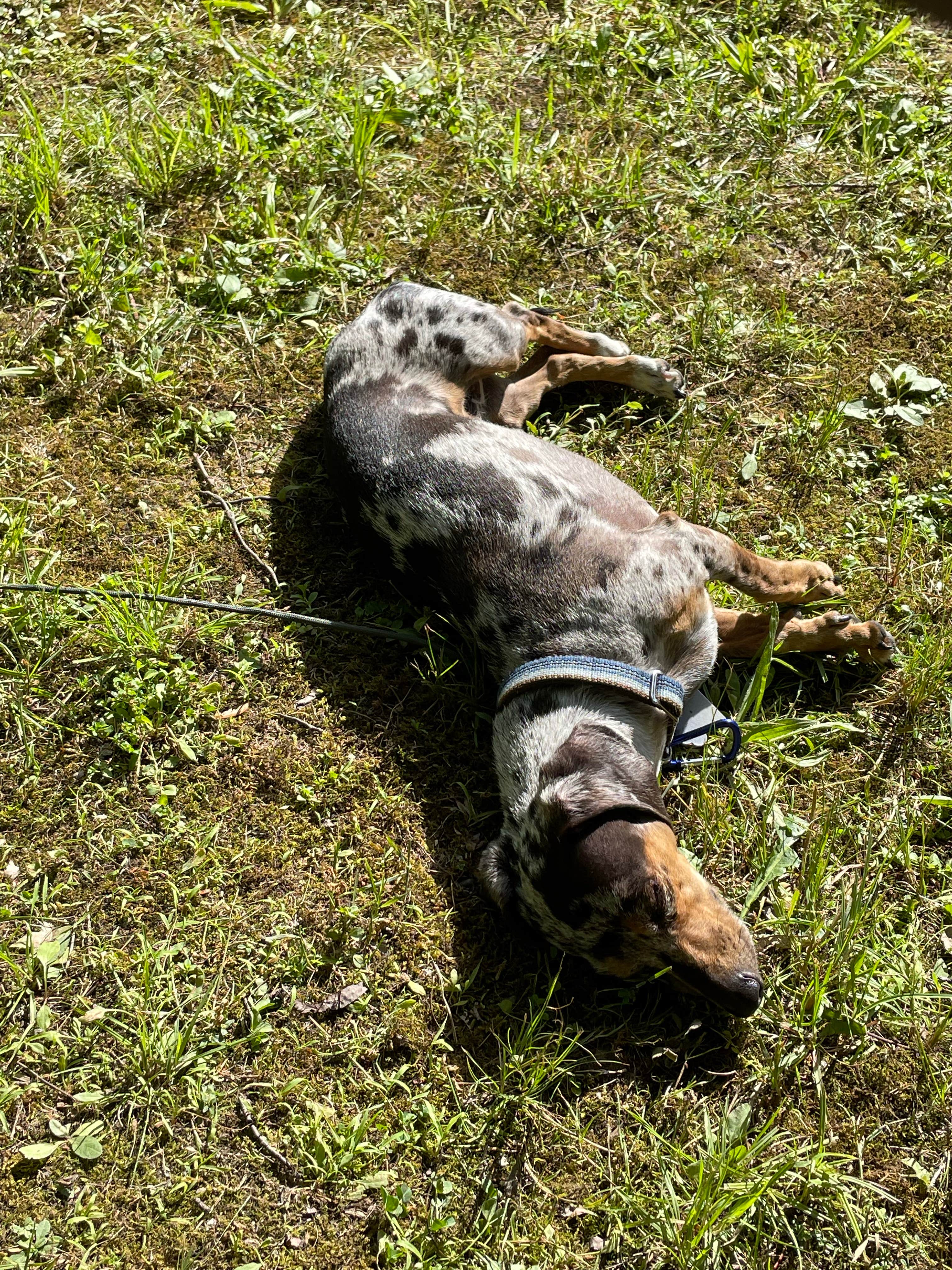 Steve A.'s photo of camping with pets at West Branch State Park Campground near Lake Milton, OH