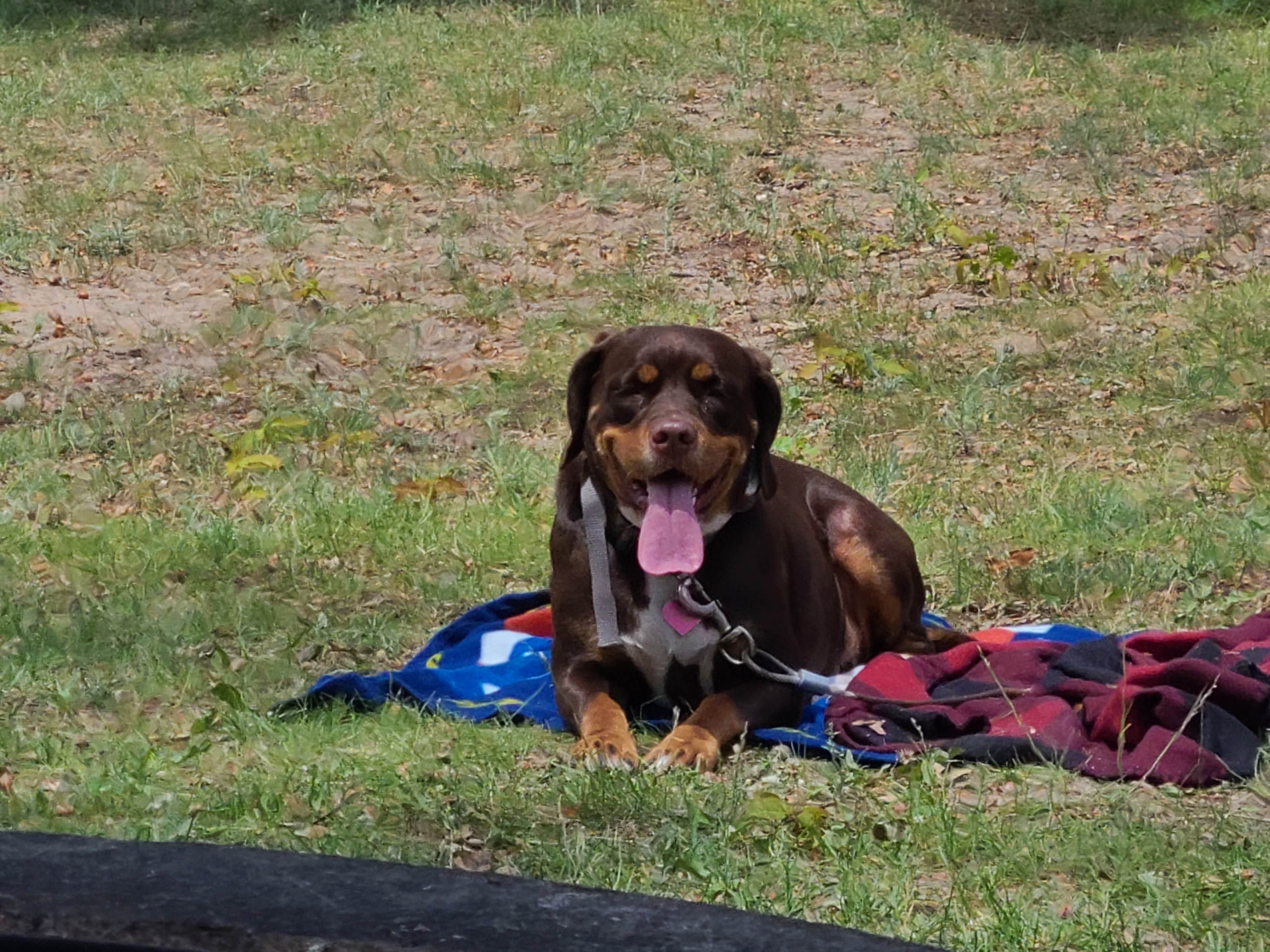 Corey O.'s photo of camping with pets at Ambrose Lake State Forest Campground near Grayling, MI