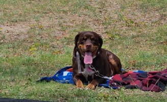 Corey O.'s photo of camping with pets at Ambrose Lake State Forest Campground near Glennie, MI