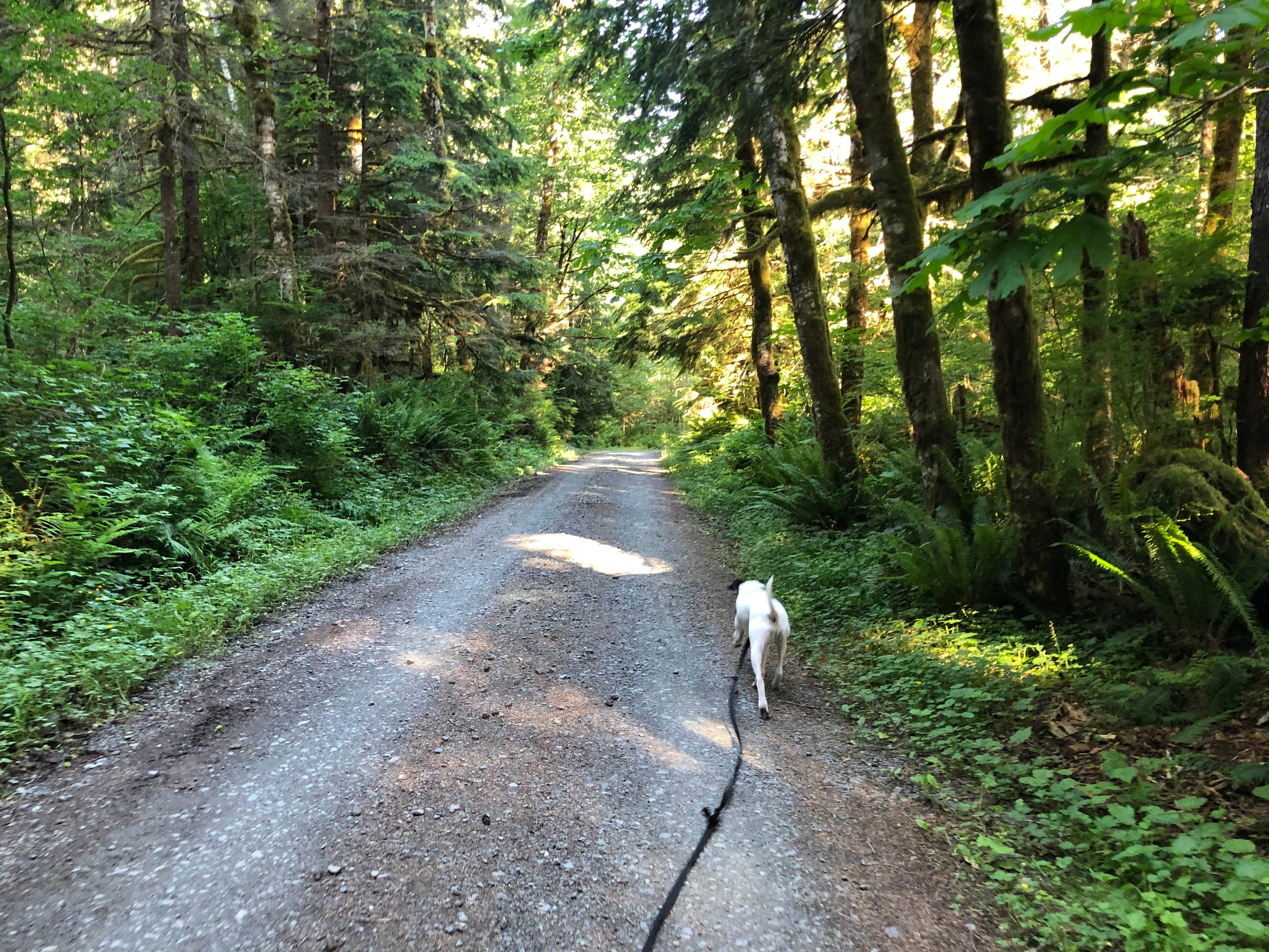 Olivia's photo of camping with pets at Bedal Campground near Mt. Baker-Snoqualmie National Forest