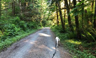 Olivia's photo of camping with pets at Bedal Campground near Mt. Baker-Snoqualmie National Forest