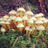 Review photo of Ida Creek Campground by Kayko S., May 6, 2015