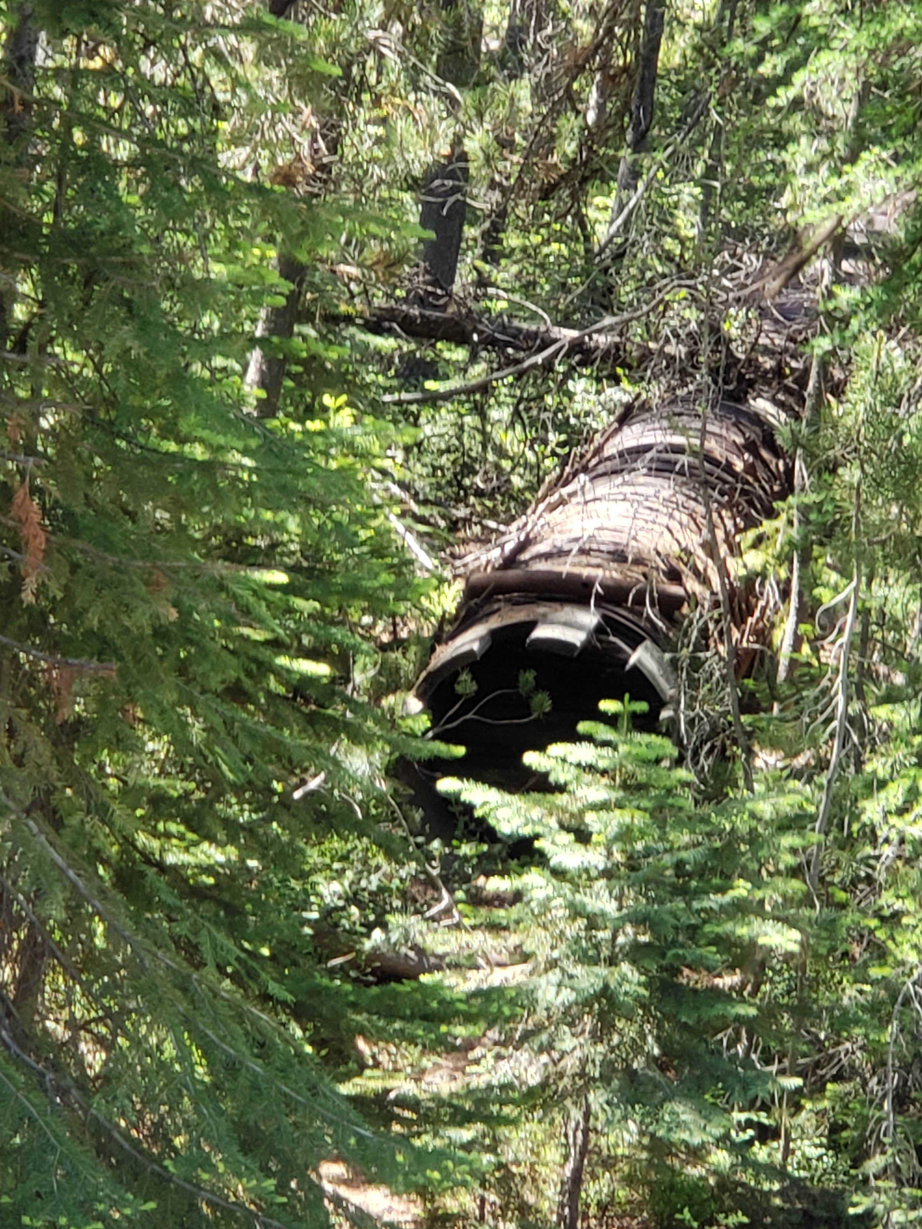 Escape to Oregon's Emerald Gem: Olive Lake Campground