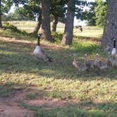 Review photo of Critter Alley — Lake Thunderbird State Park by Tracy C., June 11, 2018