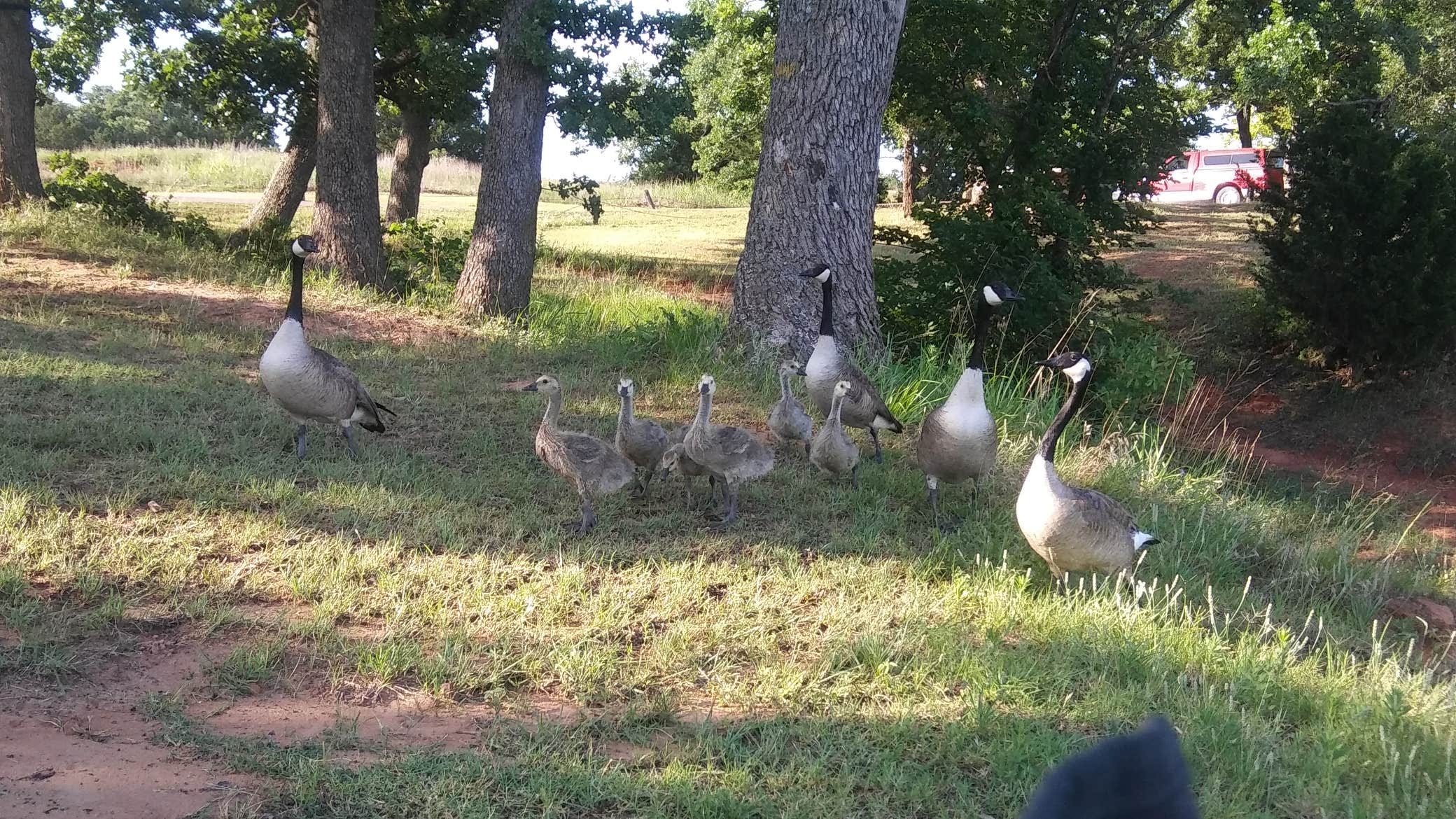 Camper submitted image from Critter Alley — Lake Thunderbird State Park - 4