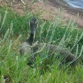 Review photo of Critter Alley — Lake Thunderbird State Park by Tracy C., June 11, 2018