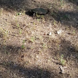 turtle visitors for breakfast