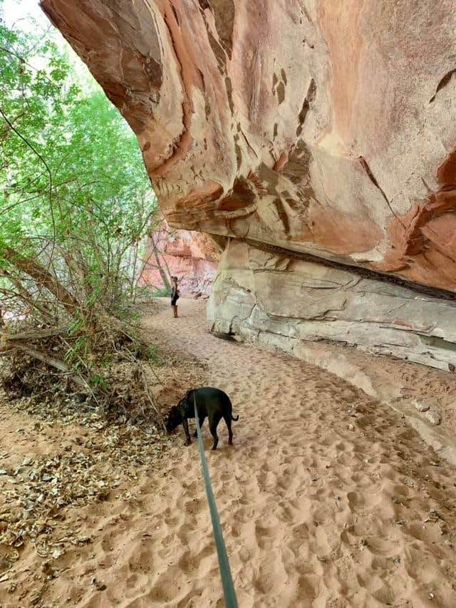 Ray & Terri F.'s photo of camping with pets at Haycock Ranch Road BLM near Glen Canyon National Recreation Area