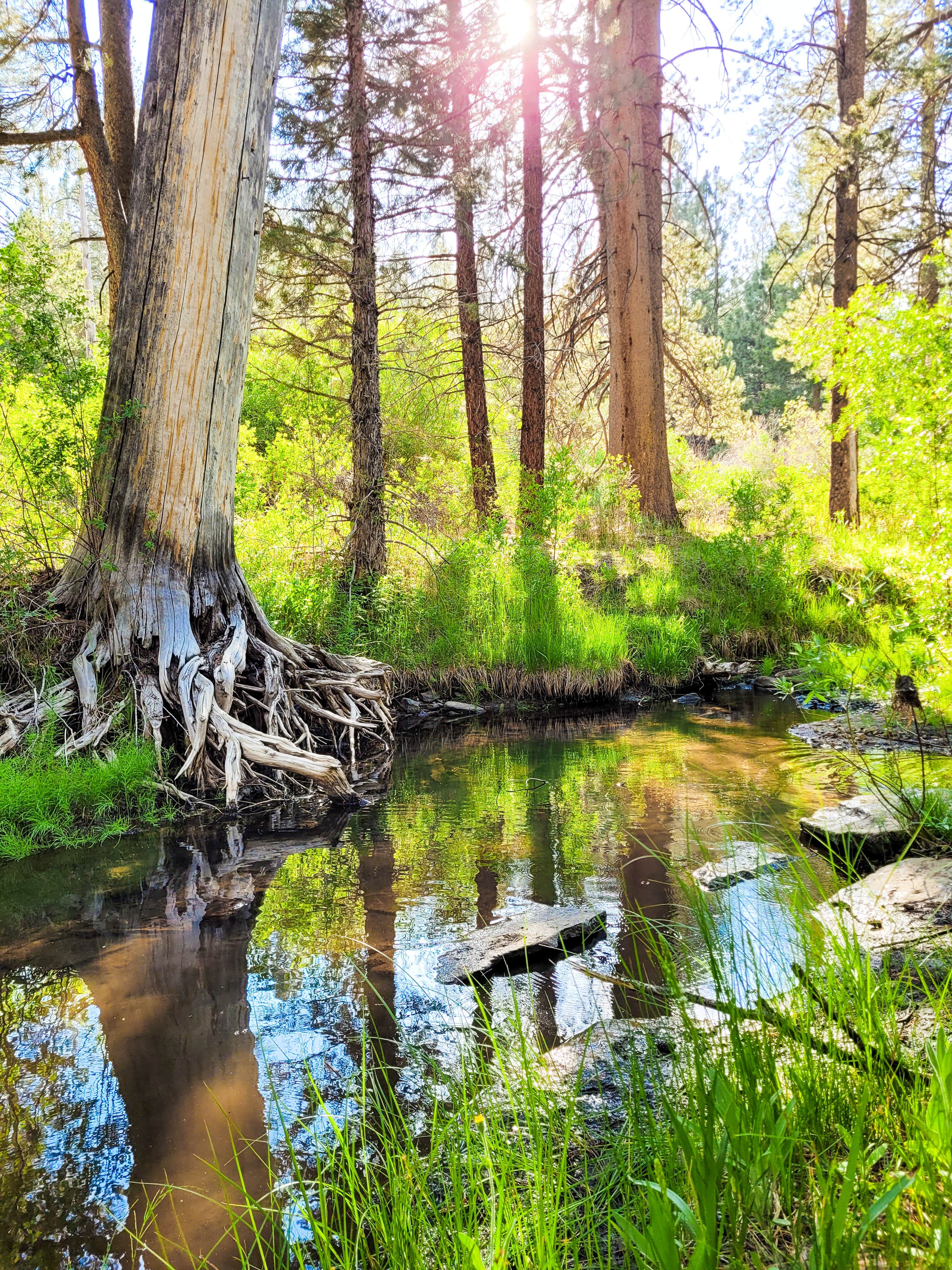 Camper submitted image from Sequoia National Forest Fish Creek Campground - 5