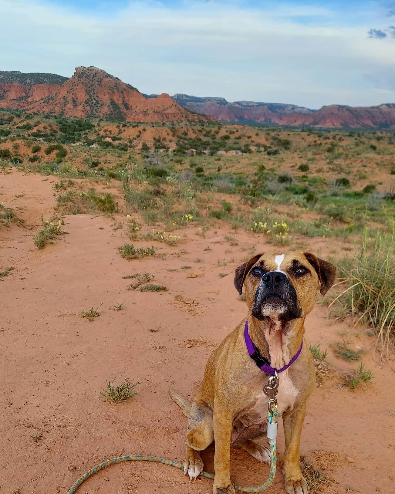 Holly R.'s photo of camping with pets at Wild Horse Equestrian Area — Caprock Canyons State Park near Childress, TX