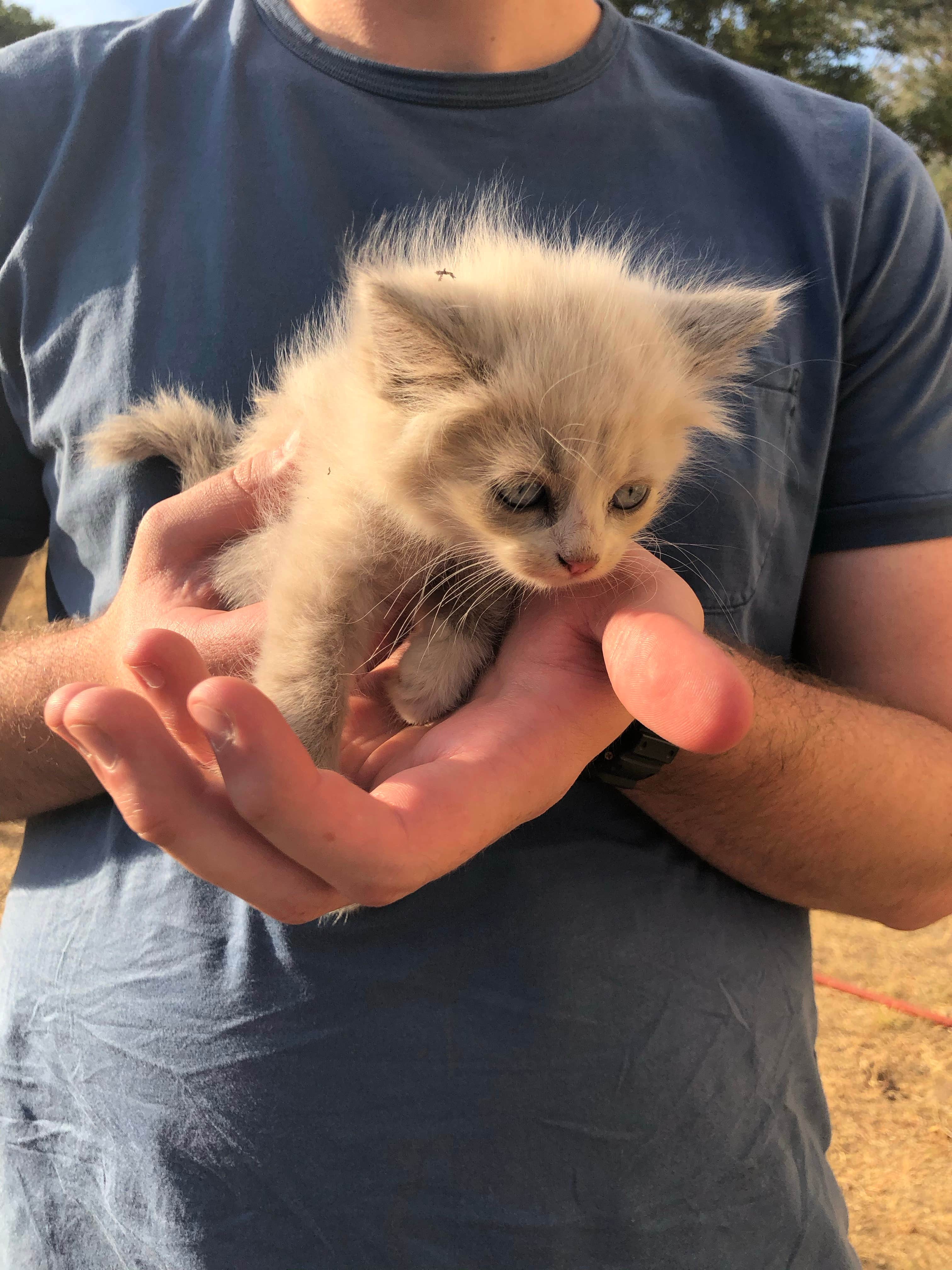 Diego's photo of camping with pets at Shooting Star Sanctuary and Retreat near Yosemite National Forest near Wishon, CA