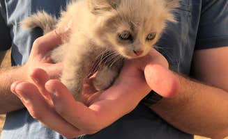 Diego's photo of camping with pets at Shooting Star Sanctuary and Retreat near Yosemite National Forest near Yosemite Valley, CA