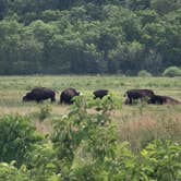 Review photo of Red Fox Campground — Minneopa State Park by Jon H., June 21, 2021