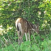 Review photo of Colonial Creek South Campground — Ross Lake National Recreation Area by G , June 21, 2021