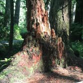 Review photo of Jessie M. Honeyman Memorial State Park Campground by Kristina B., June 21, 2021