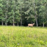 Review photo of Hillman Ferry Campground by Bob R., June 21, 2021