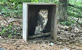 Bob R.'s photo of camping with pets at Hillman Ferry Campground in Kentucky