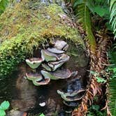 Review photo of Hoh Campground — Olympic National Park by Charles , June 21, 2021